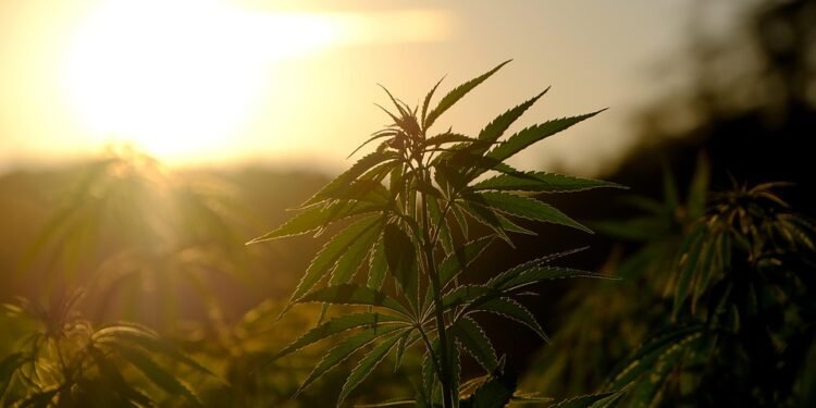 Higher State of Mind: Exploring the World of Marijuana Culture