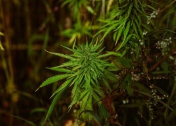 Unraveling the Legal Landscape: Navigating Medical Marijuana Laws in the Modern Era