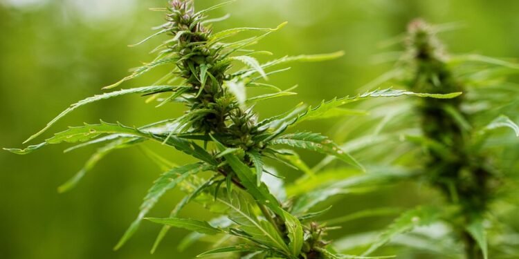 Unraveling the Red Tape: Navigating International Cannabis Export Regulations