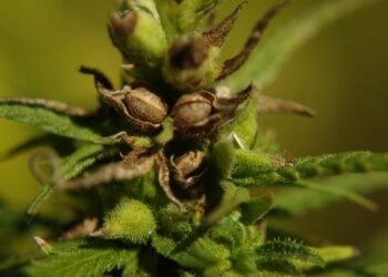 The Art of Choosing the Perfect Cannabis Seeds: A Guide to Cultivating Your Ideal Harvest