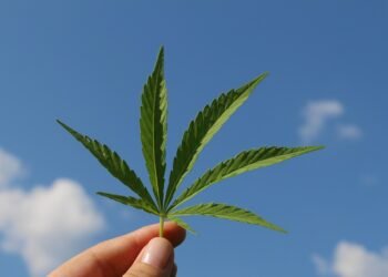 Cultivating Cannabis: Unveiling the Secrets of Growth Cycles