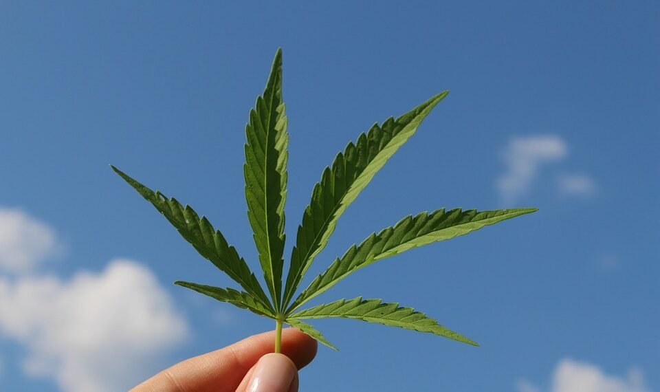 Cultivating Cannabis: Unveiling the Secrets of Growth Cycles