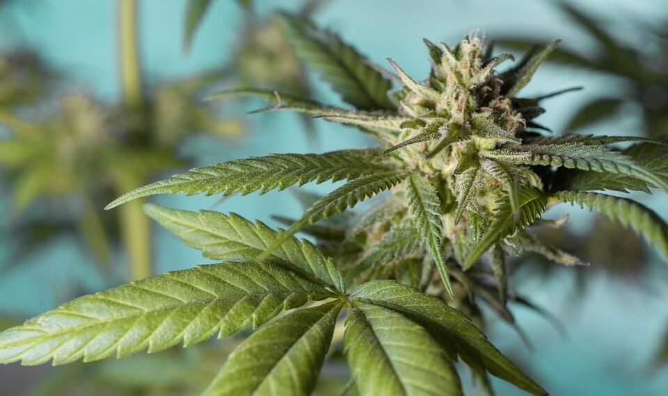 The Healing Power of Marijuana: Exploring the Benefits of Medical Cannabis