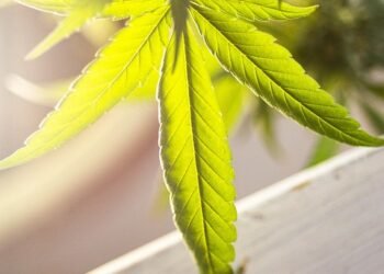 Finding Relief: How Medical Cannabis is Revolutionizing PTSD Treatment