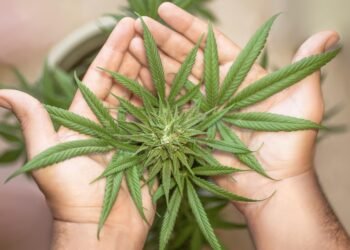 The Best of Both Worlds: Exploring the Exciting World of Hybrid Cannabis Strains