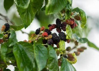 Unlocking the Healing Power of Cannabis: A Natural Solution for Pain Relief