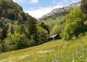 Green Zones: Navigating the Complexities of Marijuana Zoning Laws