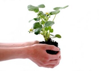 Revolutionizing Cannabis Cultivation: The Future of Hydroponic Growth