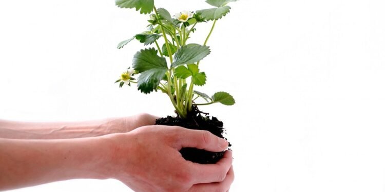 Revolutionizing Cannabis Cultivation: The Future of Hydroponic Growth