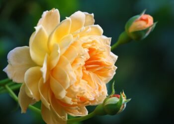 Unleashing the Power of Nature: The Art of Organic Cannabis Cultivation