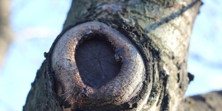 The Ultimate Guide to Cannabis Strain Profiles: Uncovering the Secrets of Your Favorite Varieties