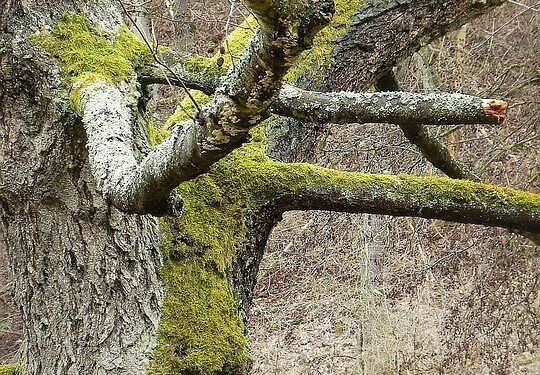 Unearthing the Hidden Gems: Exploring Rare Cannabis Strains