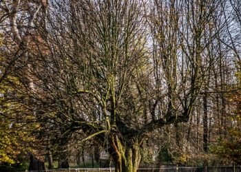 The Ultimate Cannabis Strain Handbook: A Comprehensive Guide to Finding Your Perfect Bud