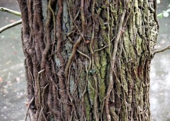 Exploring the Rich Palette of Cannabis: A Taste of Strain Flavors