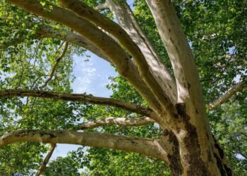 Unleash the Power: Exploring the Strength of Cannabis Strain Potency