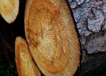 Unveiling the Genetic Mysteries of Top Cannabis Strains: A Deep Dive into the Origins and Potential of Your Favorite Buds