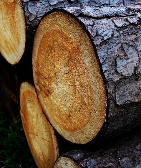 Unveiling the Genetic Mysteries of Top Cannabis Strains: A Deep Dive into the Origins and Potential of Your Favorite Buds