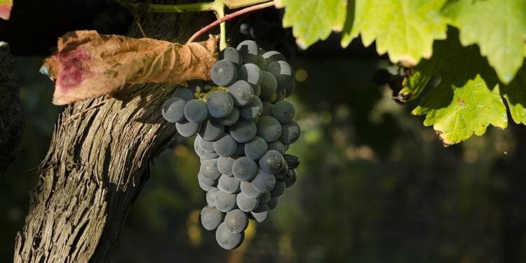 Unveiling the Top 10 Most Sought-After Cannabis Strains in 2021