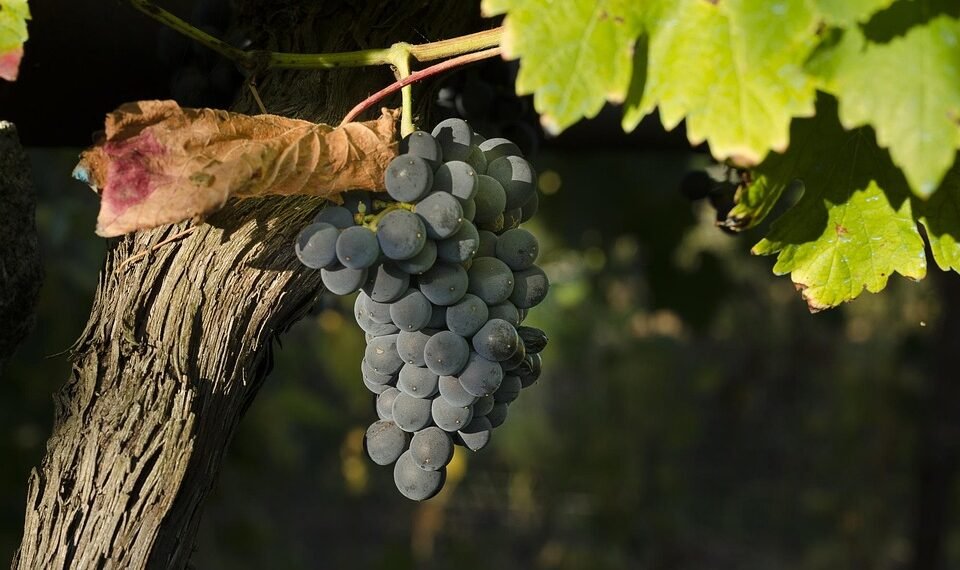 Unveiling the Top 10 Most Sought-After Cannabis Strains in 2021