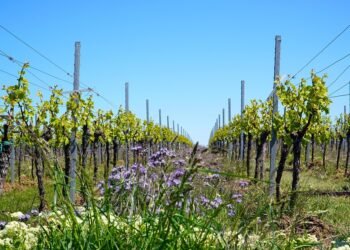 Maximizing Marijuana: The Ultimate Guide to Cannabis Yield Optimization