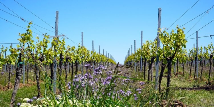 Maximizing Marijuana: The Ultimate Guide to Cannabis Yield Optimization