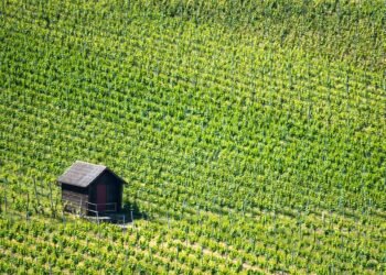 Mastering the Art of Cannabis Watering: A Foolproof Schedule for Lush and Healthy Plants