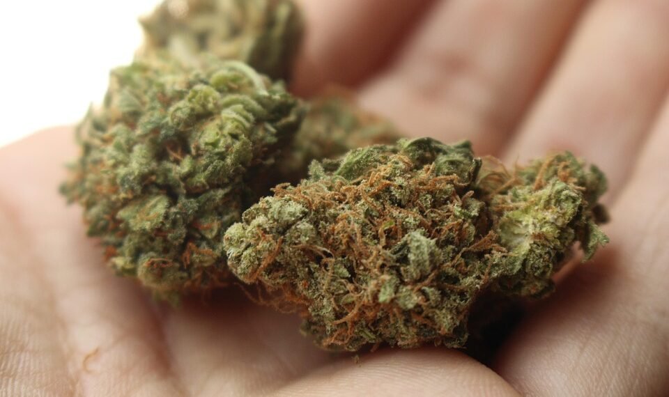 Close-up of cannabis flower representing the healing power of medical cannabis for pain relief.