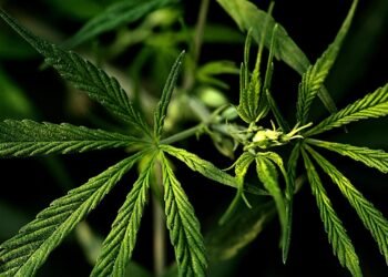 Unlocking Relief: The Benefits of Obtaining a Medical Marijuana Card