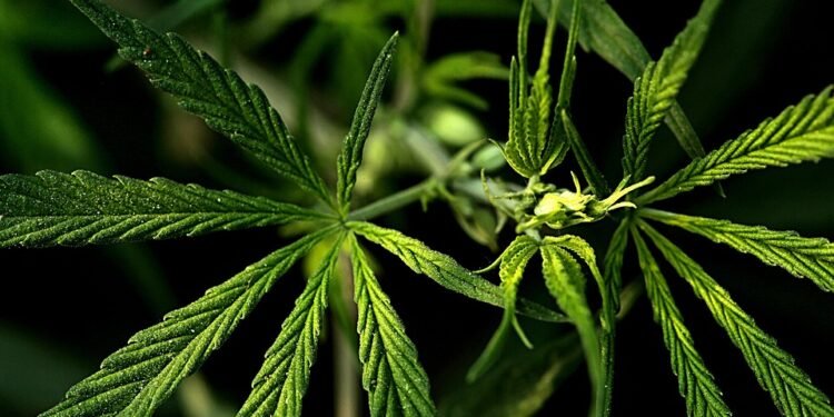 Unlocking Relief: The Benefits of Obtaining a Medical Marijuana Card