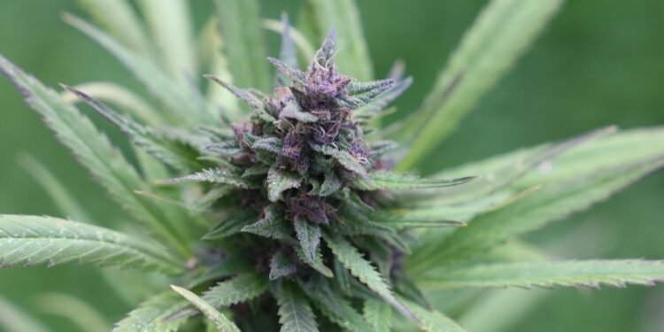 The Healing Power of Cannabinoids: Revolutionizing Healthcare with Natural Remedies