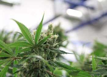 The Flavorful World of Cannabis: Exploring Exotic Strain Flavors