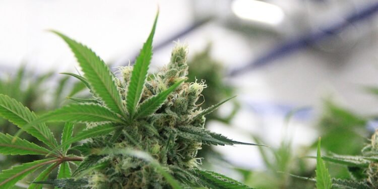 The Flavorful World of Cannabis: Exploring Exotic Strain Flavors