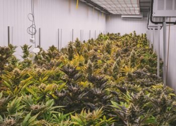 Uncovering the Hidden Gems: Exploring Rare Cannabis Strains