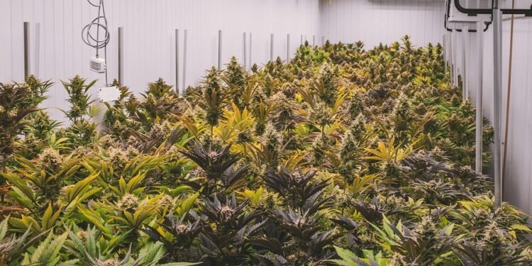 Uncovering the Hidden Gems: Exploring Rare Cannabis Strains