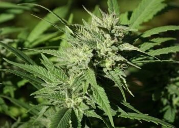 Mindful Marijuana: Harnessing the Power of Cannabis for Clarity and Calm