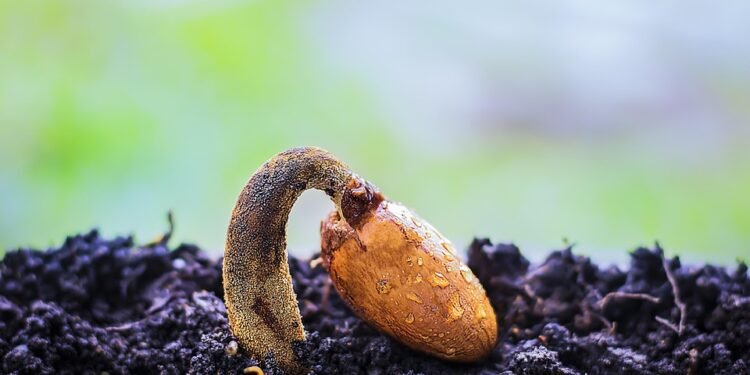 Mastering the Art of Cannabis Soil: A Guide to Preparing the Perfect Growing Medium