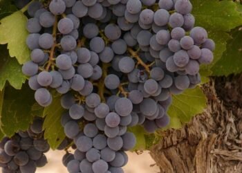 Unveiling the Top Cannabis Strains: Discover the Power of Potency and Flavor