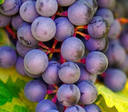 The Green Thumb&rsquo;s Guide to Cultivating Cannabis: Tips and Tricks for Thriving Plants