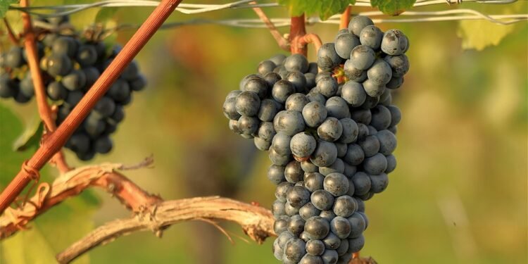 The Life Cycle of Cannabis: From Seed to Harvest