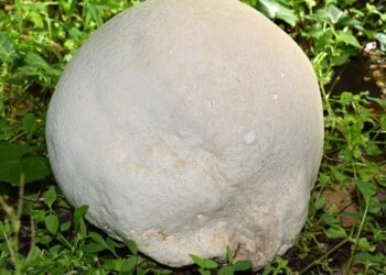 The Green Revolution: Optimizing Cannabis Growth with Advanced Nutrient Management Techniques