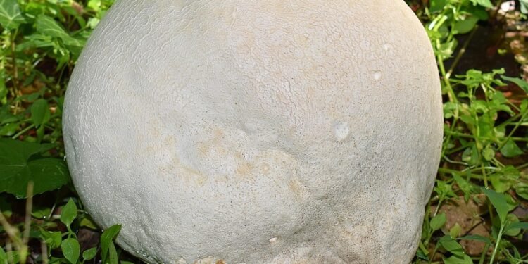 The Green Revolution: Optimizing Cannabis Growth with Advanced Nutrient Management Techniques