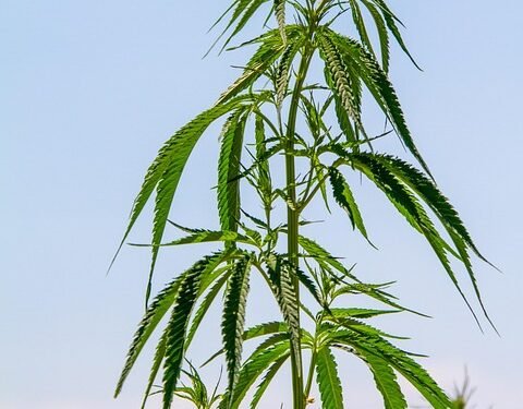 The Healing Power of High-CBD Cannabis: Unleashing Nature&rsquo;s Therapeutic Potential