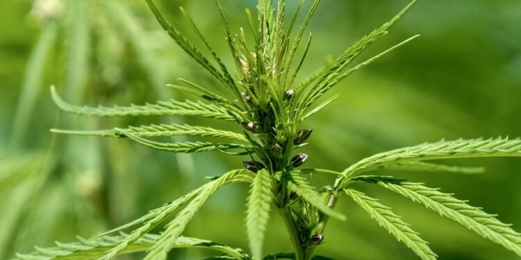 The Green Revolution: Mastering Organic Cannabis Cultivation for Superior Results