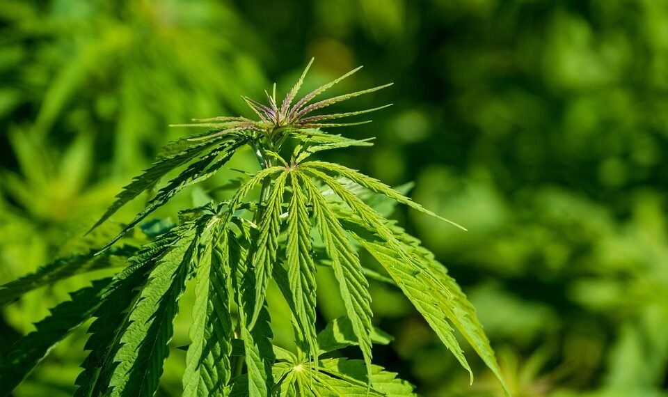 High Society: Exploring the Vibrant World of Weed Culture