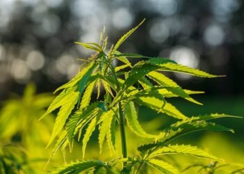 Blazing Fun: The Ultimate Guide to Cannabis Festivals Worldwide