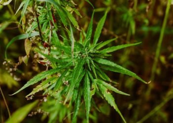 Unlocking Relief: The Benefits of a Medical Marijuana Card