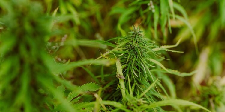 Easing Epilepsy: The Healing Power of Medical Marijuana