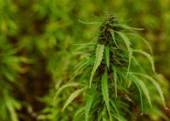 The Green Prescription: Finding Relief with Medical Marijuana Doctors