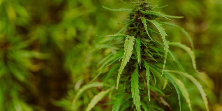 The Green Prescription: Finding Relief with Medical Marijuana Doctors