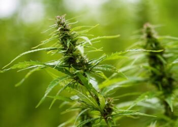 Unveiling the Green Revolution: Navigating the Complexities of Cannabis Cultivation Laws